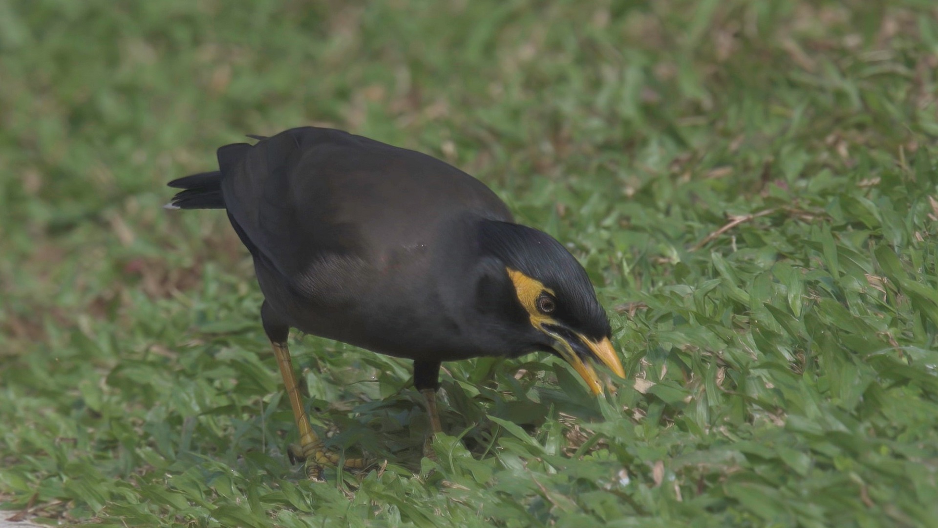 Common Myna